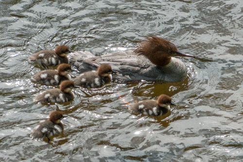 Mergansers on the river. Taken by Julian two years ago.