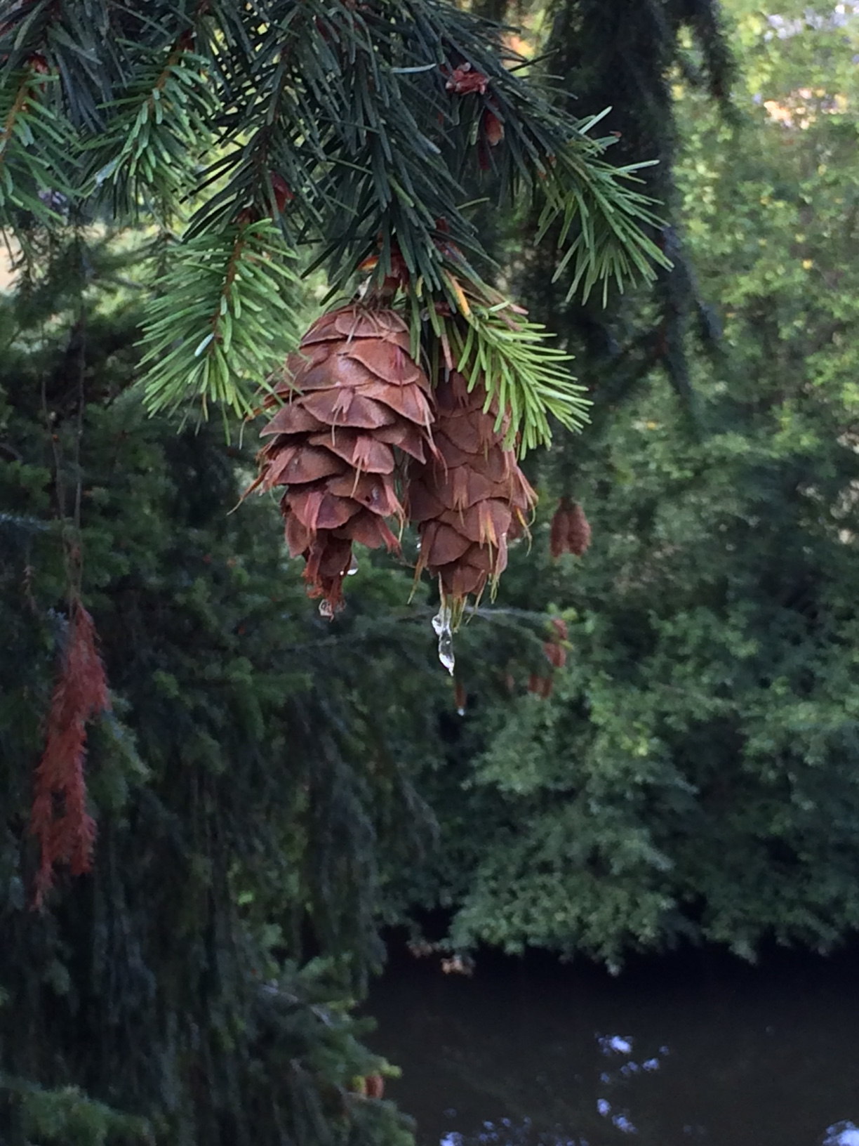 Even the Trees are Sweating | Edible Thoughts